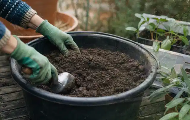 Behandschuhte Hände bereiten lockere Pflanzerde in einem großen Kübel vor; Thema Wildblumen, Schwerpunkt Topfkultur; Kontrolle.