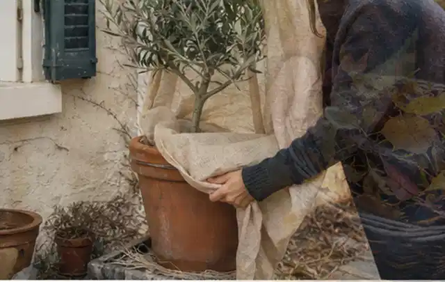 Person umhüllt eine mediterrane Kübelpflanze mit atmungsaktivem Winterschutz; Thema Wildblumen, Schwerpunkt Topfkultur; Ergebnis.
