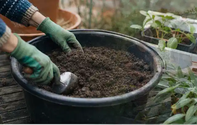 Behandschuhte Hände bereiten lockere Pflanzerde in einem großen Kübel vor; Thema Wildblumen, Schwerpunkt Wachstum; Praxisalltag.