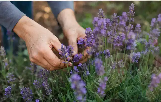 Hände pflegen blühenden Lavendel in einem natürlich angelegten Gartenbeet; Thema Wildblumen, Schwerpunkt Winterpflege; Umsetzung.