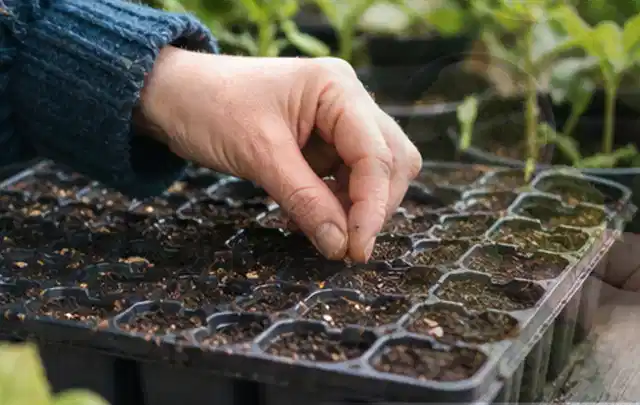 Hand legt einzelne Samen in vorbereitete Anzuchtschalen mit lockerer Erde; Thema Wildblumen, Schwerpunkt Winterpflege; Ergebnis.