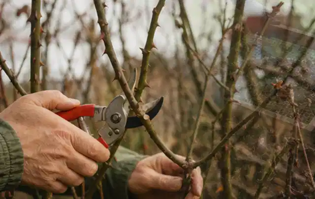 Hände schneiden einen älteren Rosenstrauch mit einer sauberen Gartenschere; Thema Winterblüher, Schwerpunkt Blumen; Umsetzung.