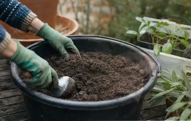 Behandschuhte Hände bereiten lockere Pflanzerde in einem großen Kübel vor; Thema Winterblüher, Schwerpunkt Blumen; Kontrolle.