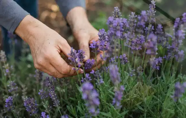 Hände pflegen blühenden Lavendel in einem natürlich angelegten Gartenbeet; Thema Winterblüher, Schwerpunkt Boden; Kontrolle.