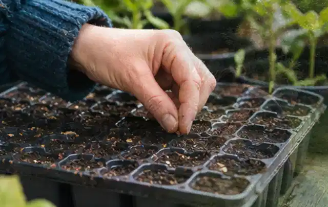 Hand legt einzelne Samen in vorbereitete Anzuchtschalen mit lockerer Erde; Thema Winterblüher, Schwerpunkt Boden; Ergebnis.