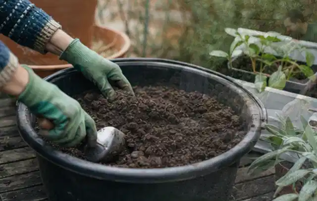 Behandschuhte Hände bereiten lockere Pflanzerde in einem großen Kübel vor; Thema Winterblüher, Schwerpunkt Boden; Praxisalltag.