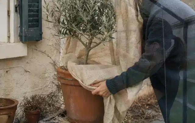 Person umhüllt eine mediterrane Kübelpflanze mit atmungsaktivem Winterschutz; Thema Winterblüher, Schwerpunkt Düngung; Ergebnis.