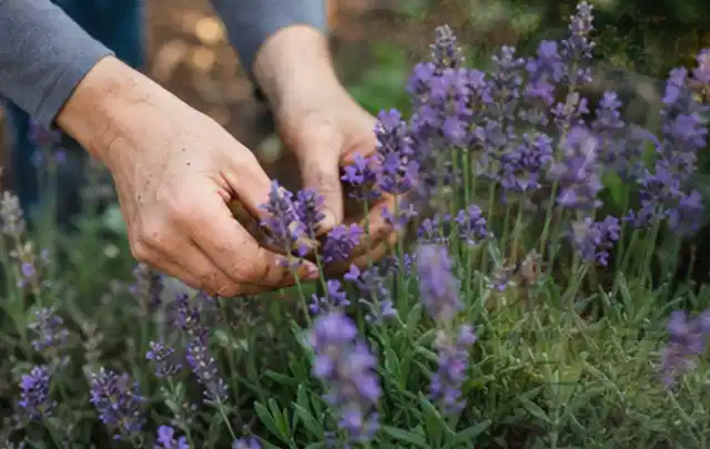 Hände pflegen blühenden Lavendel in einem natürlich angelegten Gartenbeet; Thema Winterblüher, Schwerpunkt Einsteigerwissen; Ergebnis.