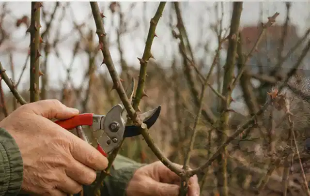 Hände schneiden einen älteren Rosenstrauch mit einer sauberen Gartenschere; Thema Winterblüher, Schwerpunkt Einsteigerwissen; Praxisalltag.