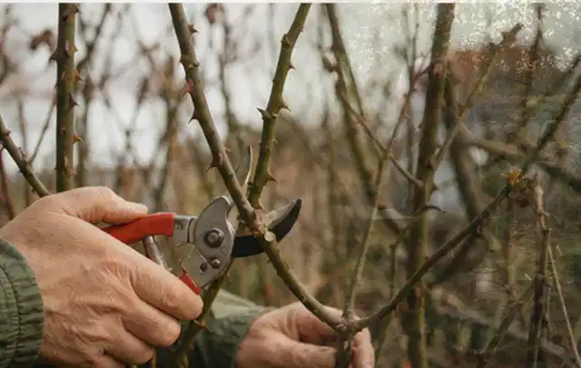 Hände schneiden einen älteren Rosenstrauch mit einer sauberen Gartenschere; Thema Winterblüher, Schwerpunkt Fehlerhilfe; Praxisalltag.