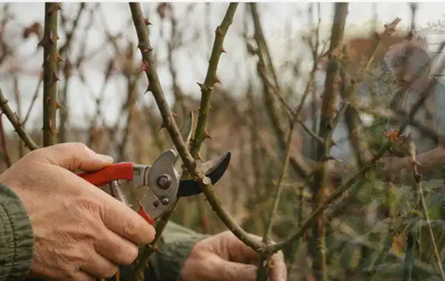 Hände schneiden einen älteren Rosenstrauch mit einer sauberen Gartenschere; Thema Winterblüher, Schwerpunkt Gartenpraxis; Praxisalltag.