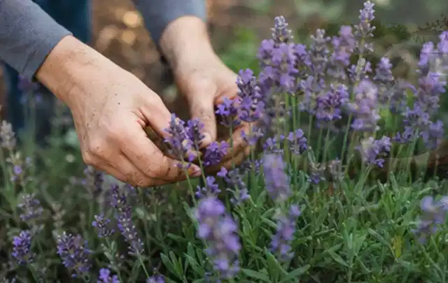 Hände pflegen blühenden Lavendel in einem natürlich angelegten Gartenbeet; Thema Winterblüher, Schwerpunkt Jahrespflege; Praxisalltag.