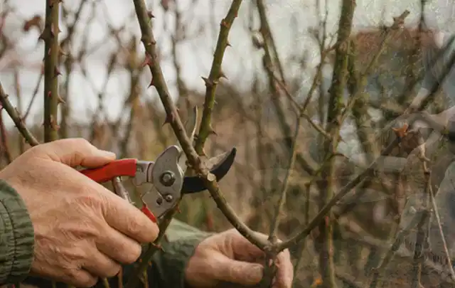 Hände schneiden einen älteren Rosenstrauch mit einer sauberen Gartenschere; Thema Winterblüher, Schwerpunkt Kaufberatung; Kontrolle.