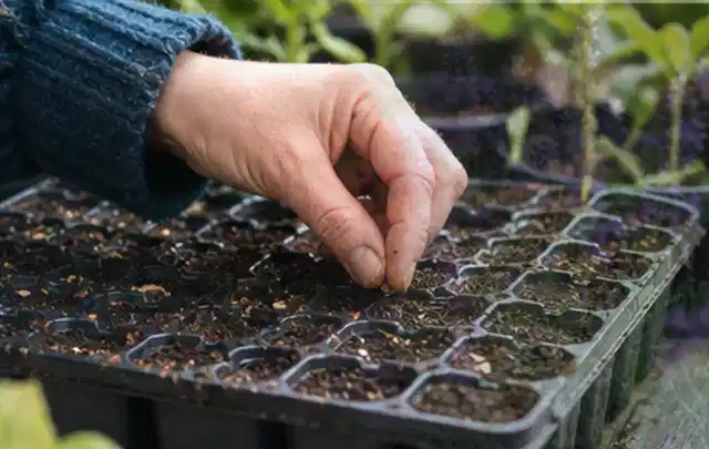 Hand legt einzelne Samen in vorbereitete Anzuchtschalen mit lockerer Erde; Thema Winterblüher, Schwerpunkt Pflanzengesundheit; Ausgangslage.
