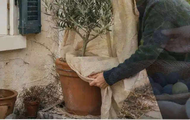 Person umhüllt eine mediterrane Kübelpflanze mit atmungsaktivem Winterschutz; Thema Winterblüher, Schwerpunkt Pflanzengesundheit; Umsetzung.