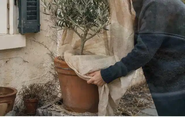 Person umhüllt eine mediterrane Kübelpflanze mit atmungsaktivem Winterschutz; Thema Winterblüher, Schwerpunkt Pflanzenschutz; Ausgangslage.