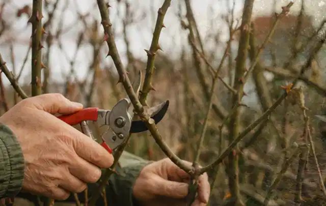 Hände schneiden einen älteren Rosenstrauch mit einer sauberen Gartenschere; Thema Winterblüher, Schwerpunkt Pflanzenschutz; Umsetzung.