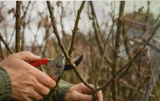Hände schneiden einen älteren Rosenstrauch mit einer sauberen Gartenschere; Thema Winterblüher, Schwerpunkt Pflanzpartner; Ausgangslage.