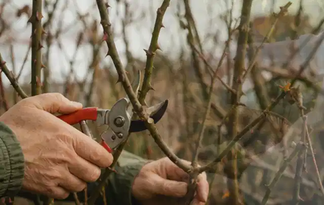 Hände schneiden einen älteren Rosenstrauch mit einer sauberen Gartenschere; Thema Winterblüher, Schwerpunkt Problemlösung; Praxisalltag.