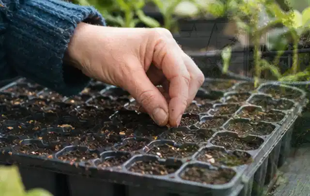 Hand legt einzelne Samen in vorbereitete Anzuchtschalen mit lockerer Erde; Thema Winterblüher, Schwerpunkt Sortenwahl; Praxisalltag.