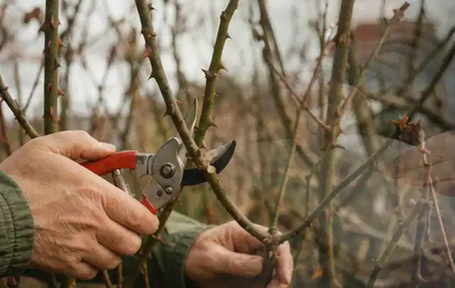 Hände schneiden einen älteren Rosenstrauch mit einer sauberen Gartenschere; Thema Winterblüher, Schwerpunkt Standort; Praxisalltag.