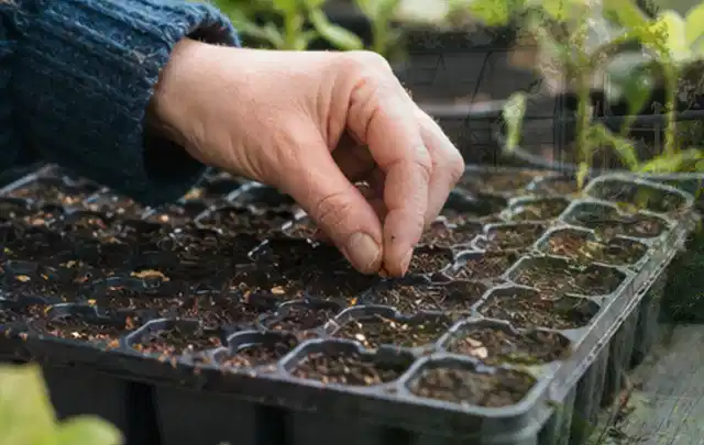 Hand legt einzelne Samen in vorbereitete Anzuchtschalen mit lockerer Erde; Thema Winterblüher, Schwerpunkt Topfkultur; Ausgangslage.