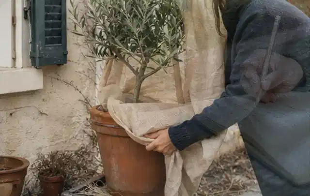 Person umhüllt eine mediterrane Kübelpflanze mit atmungsaktivem Winterschutz; Thema Winterblüher, Schwerpunkt Topfkultur; Umsetzung.