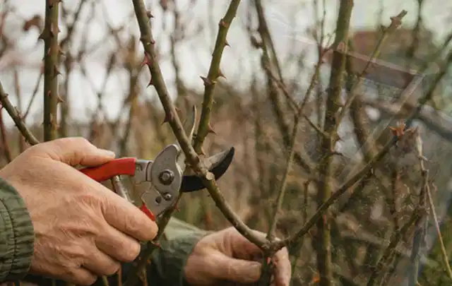 Hände schneiden einen älteren Rosenstrauch mit einer sauberen Gartenschere; Thema Winterblüher, Schwerpunkt Topfkultur; Praxisalltag.