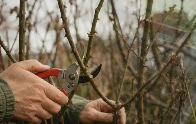 Hände schneiden einen älteren Rosenstrauch mit einer sauberen Gartenschere; Thema Winterblüher, Schwerpunkt Vermehrung; Umsetzung.