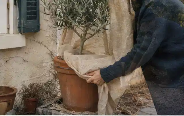 Person umhüllt eine mediterrane Kübelpflanze mit atmungsaktivem Winterschutz; Thema Winterblüher, Schwerpunkt Vermehrung; Kontrolle.
