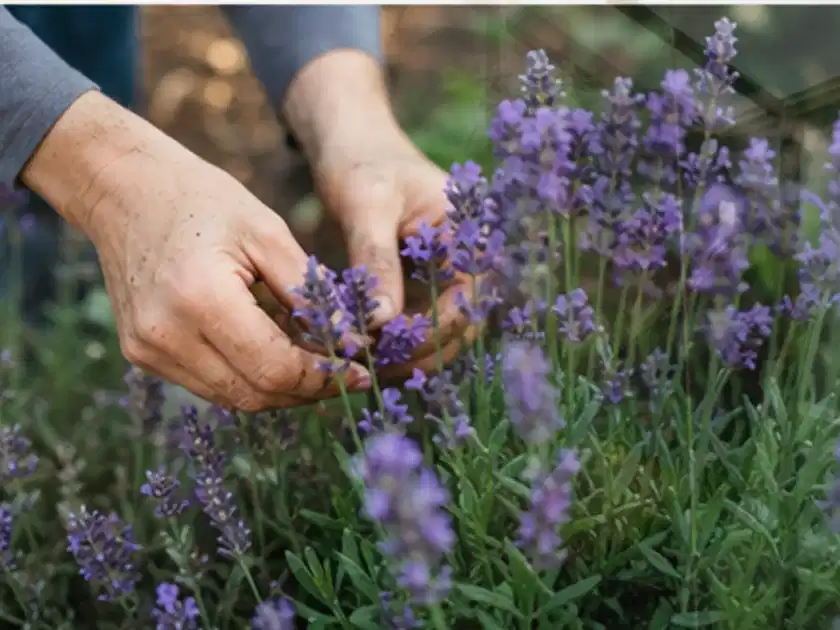Hände pflegen blühenden Lavendel in einem natürlich angelegten Gartenbeet; Thema Winterblüher, Schwerpunkt Wachstum; Titelbild.