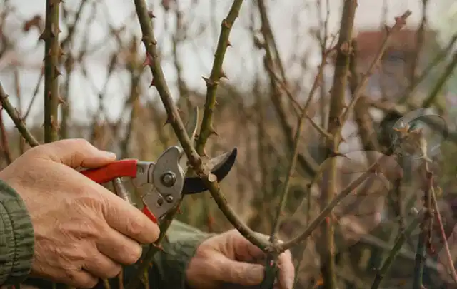 Hände schneiden einen älteren Rosenstrauch mit einer sauberen Gartenschere; Thema Winterblüher, Schwerpunkt Wachstum; Umsetzung.