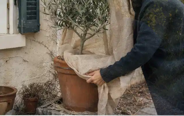 Person umhüllt eine mediterrane Kübelpflanze mit atmungsaktivem Winterschutz; Thema Winterblüher, Schwerpunkt Wachstum; Ergebnis.