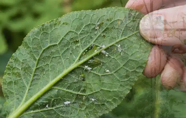 Hand hält ein Blatt mit kleinen hellen Schädlingen auf der Unterseite; Thema Wühlmäuse, Schwerpunkt Bestimmung; Ausgangslage.