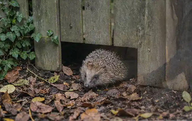 Igel nutzt einen bodennahen Durchgang unter einem hölzernen Gartenzaun; Thema Wühlmäuse, Schwerpunkt Bestimmung; Umsetzung.