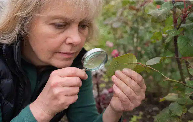 Person untersucht Blätter im Garten auf Schädlinge und Krankheitssymptome; Thema Wühlmäuse, Schwerpunkt Bestimmung; Praxisalltag.