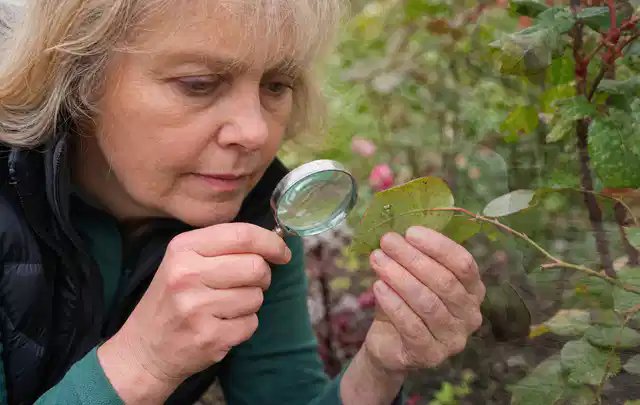 Person untersucht Blätter im Garten auf Schädlinge und Krankheitssymptome; Thema Wühlmäuse, Schwerpunkt Biologie; Kontrolle.