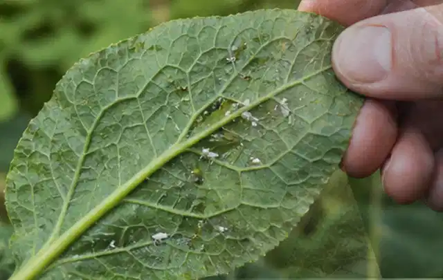 Hand hält ein Blatt mit kleinen hellen Schädlingen auf der Unterseite; Thema Wühlmäuse, Schwerpunkt Biologie; Praxisalltag.