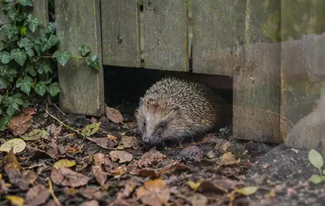 Igel nutzt einen bodennahen Durchgang unter einem hölzernen Gartenzaun; Thema Wühlmäuse, Schwerpunkt Fehlerhilfe; Umsetzung.