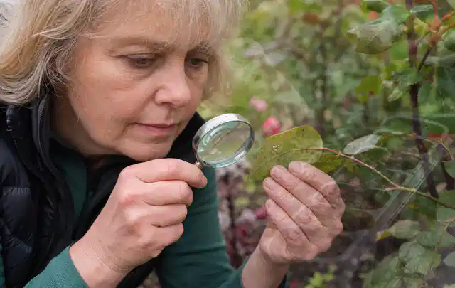 Person untersucht Blätter im Garten auf Schädlinge und Krankheitssymptome; Thema Wühlmäuse, Schwerpunkt Fehlerhilfe; Kontrolle.