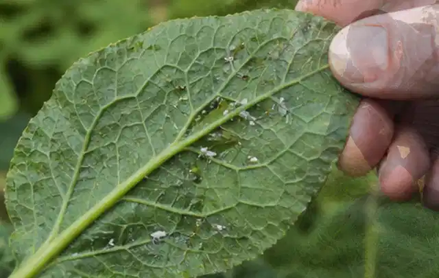 Hand hält ein Blatt mit kleinen hellen Schädlingen auf der Unterseite; Thema Wühlmäuse, Schwerpunkt Fehlerhilfe; Praxisalltag.