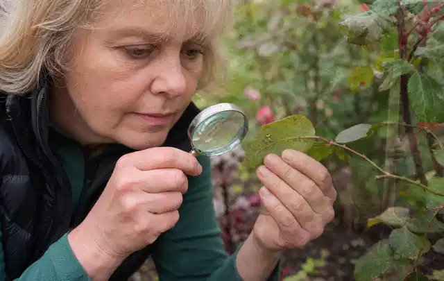 Person untersucht Blätter im Garten auf Schädlinge und Krankheitssymptome; Thema Wühlmäuse, Schwerpunkt Giftfreie Hilfe; Ausgangslage.