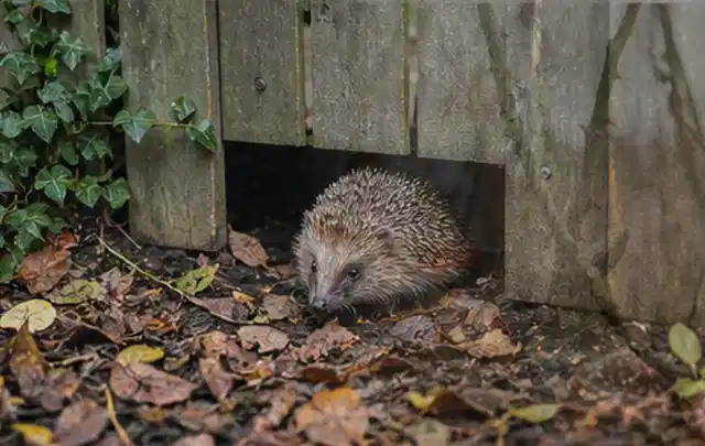 Igel nutzt einen bodennahen Durchgang unter einem hölzernen Gartenzaun; Thema Wühlmäuse, Schwerpunkt Giftfreie Hilfe; Kontrolle.