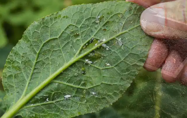 Hand hält ein Blatt mit kleinen hellen Schädlingen auf der Unterseite; Thema Wühlmäuse, Schwerpunkt Natürliche Bekämpfung; Ergebnis.