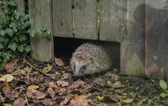Igel nutzt einen bodennahen Durchgang unter einem hölzernen Gartenzaun; Thema Wühlmäuse, Schwerpunkt Natürliche Bekämpfung; Praxisalltag.