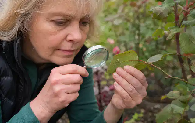 Person untersucht Blätter im Garten auf Schädlinge und Krankheitssymptome; Thema Wühlmäuse, Schwerpunkt Pflanzenhilfe; Ausgangslage.