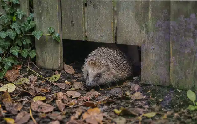 Igel nutzt einen bodennahen Durchgang unter einem hölzernen Gartenzaun; Thema Wühlmäuse, Schwerpunkt Pflanzenhilfe; Umsetzung.