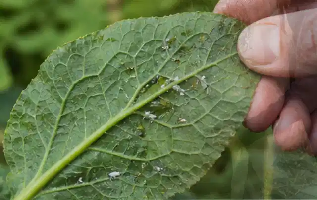 Hand hält ein Blatt mit kleinen hellen Schädlingen auf der Unterseite; Thema Wühlmäuse, Schwerpunkt Rasenhilfe; Ausgangslage.