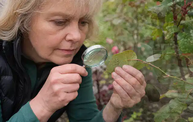 Person untersucht Blätter im Garten auf Schädlinge und Krankheitssymptome; Thema Wühlmäuse, Schwerpunkt Rasenhilfe; Praxisalltag.