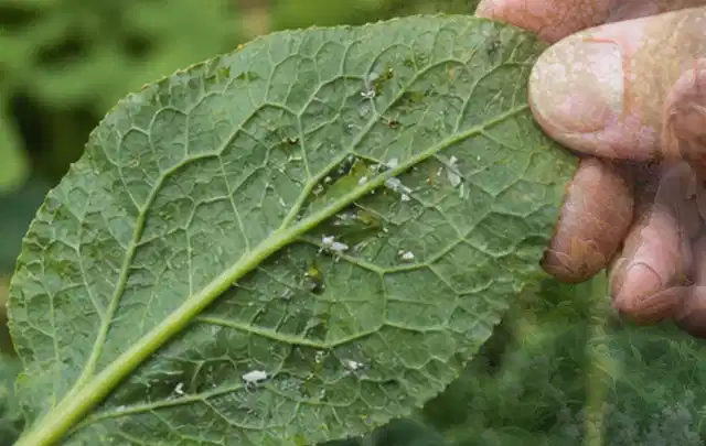 Hand hält ein Blatt mit kleinen hellen Schädlingen auf der Unterseite; Thema Wühlmäuse, Schwerpunkt Saison; Ausgangslage.